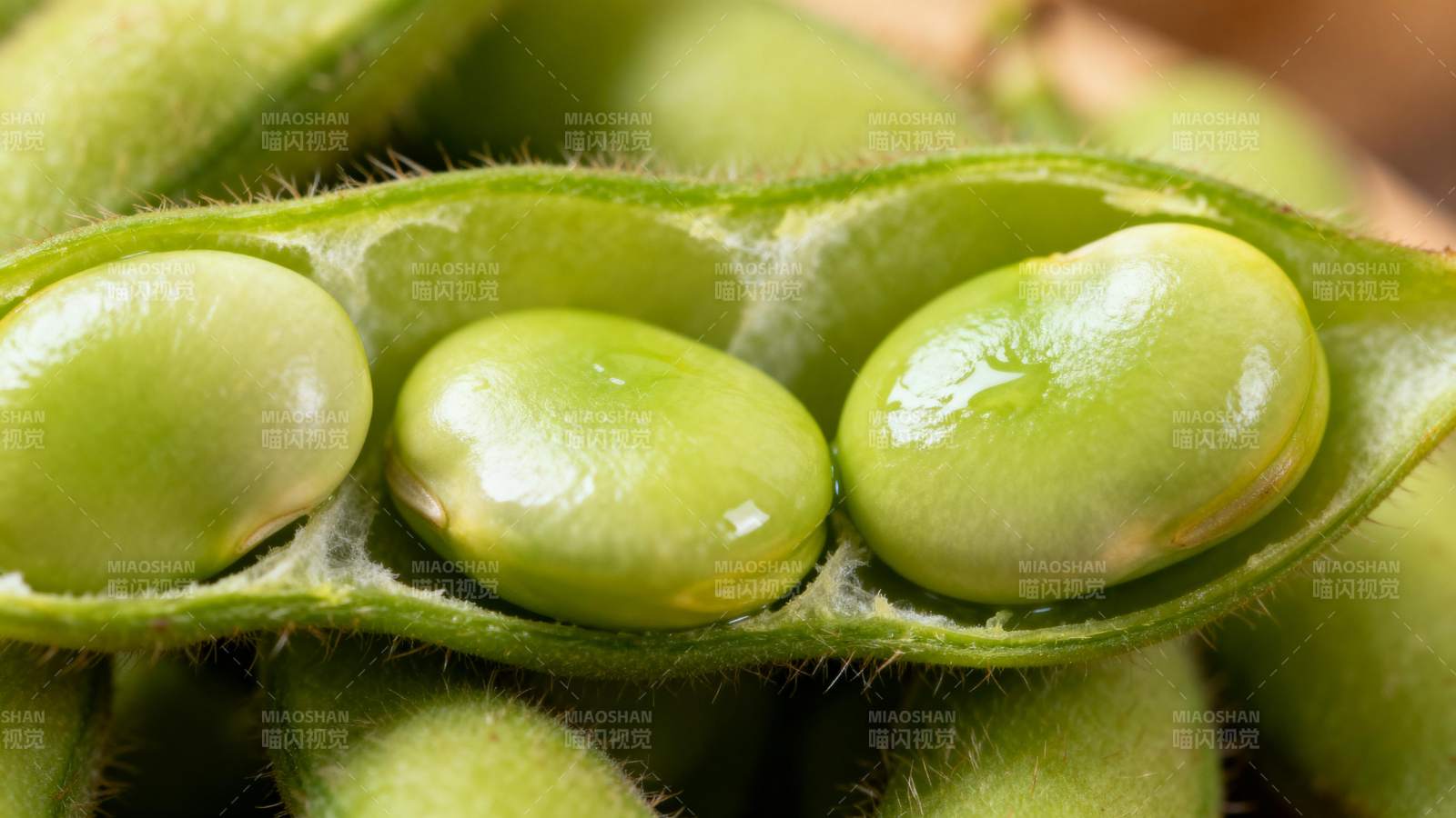 新鲜毛豆荚特写图片