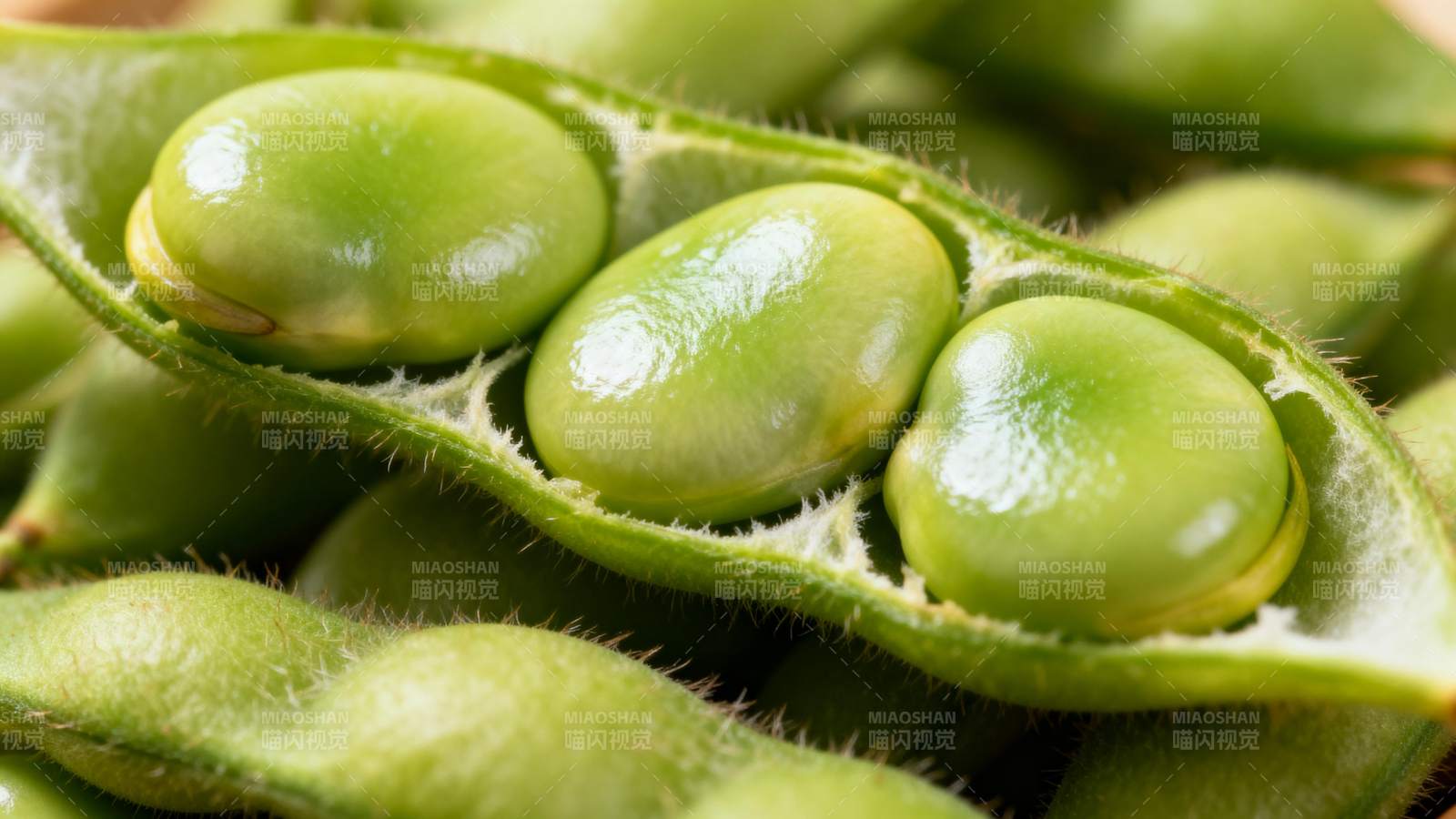 新鲜毛豆荚特写图片