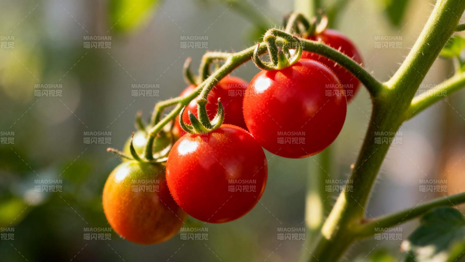 枝头红番茄图片