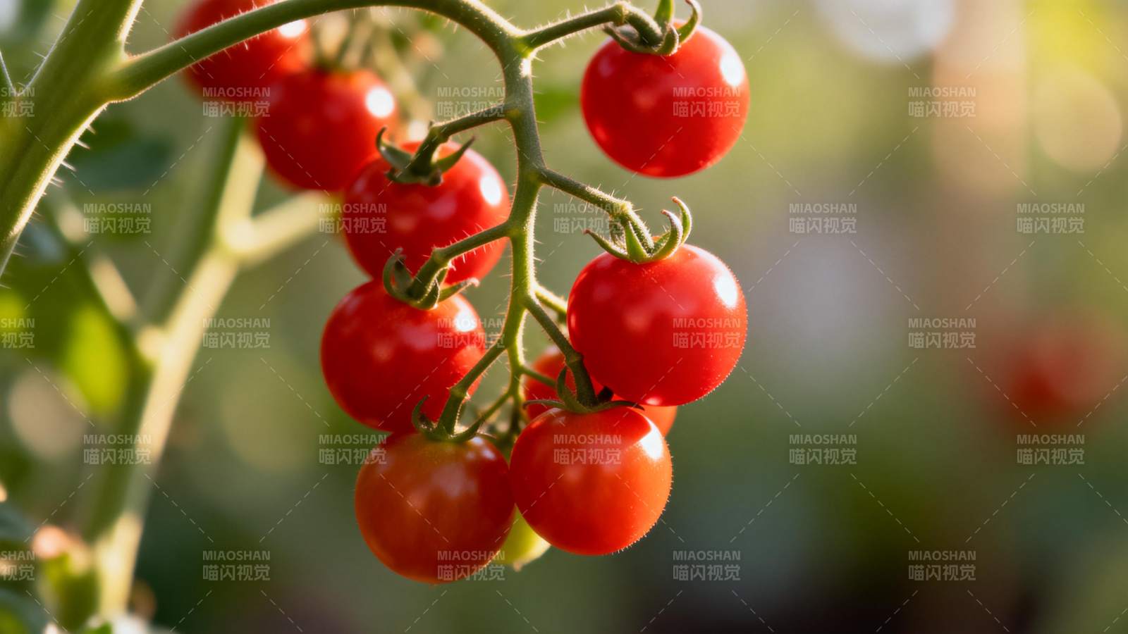 红润樱桃番茄图片
