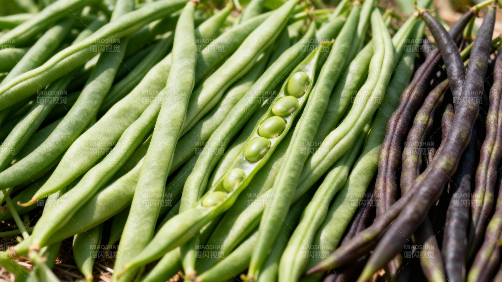 新鲜豌豆荚特写图片