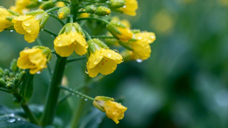 油菜花上的露珠图片