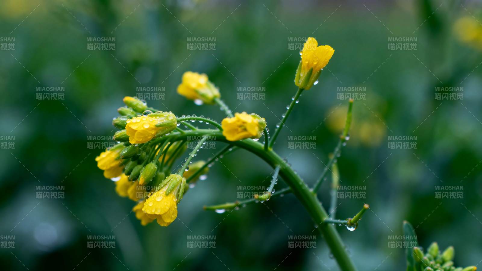 油菜花绽放图片