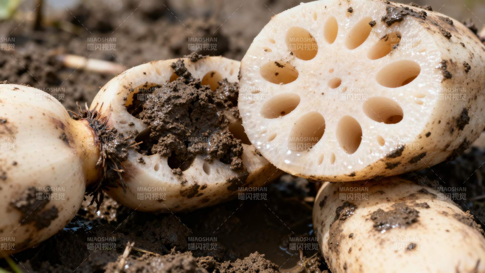 新鲜莲藕特写图片