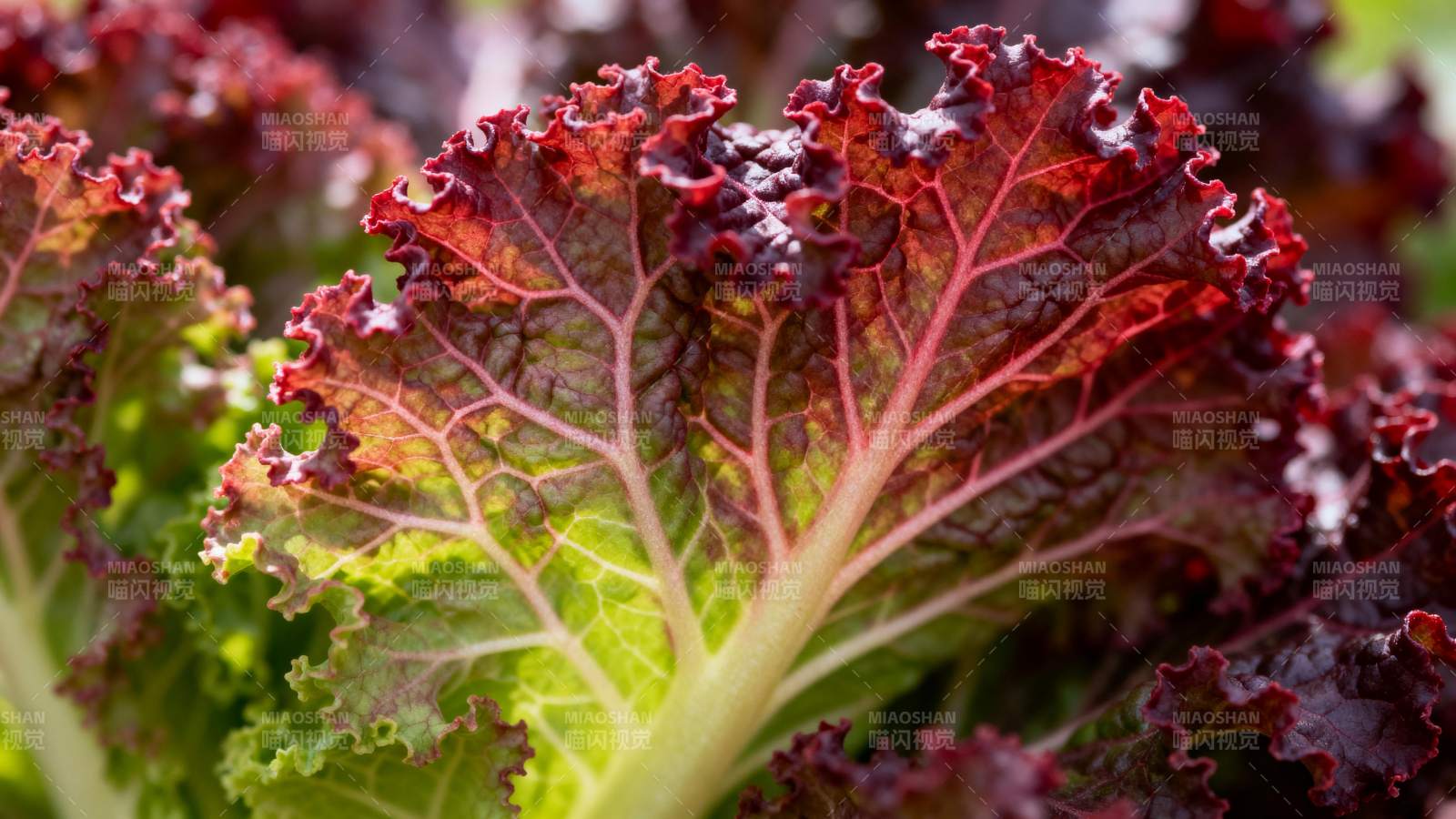 紫叶生菜特写图片