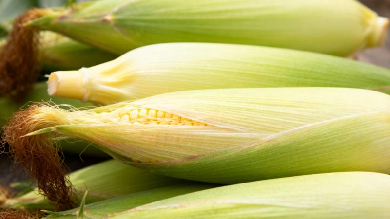 新鲜玉米特写图片