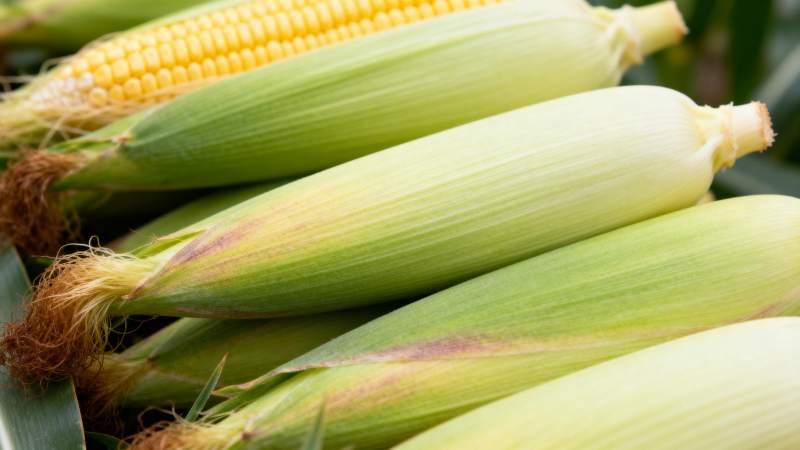 新鲜玉米特写图片