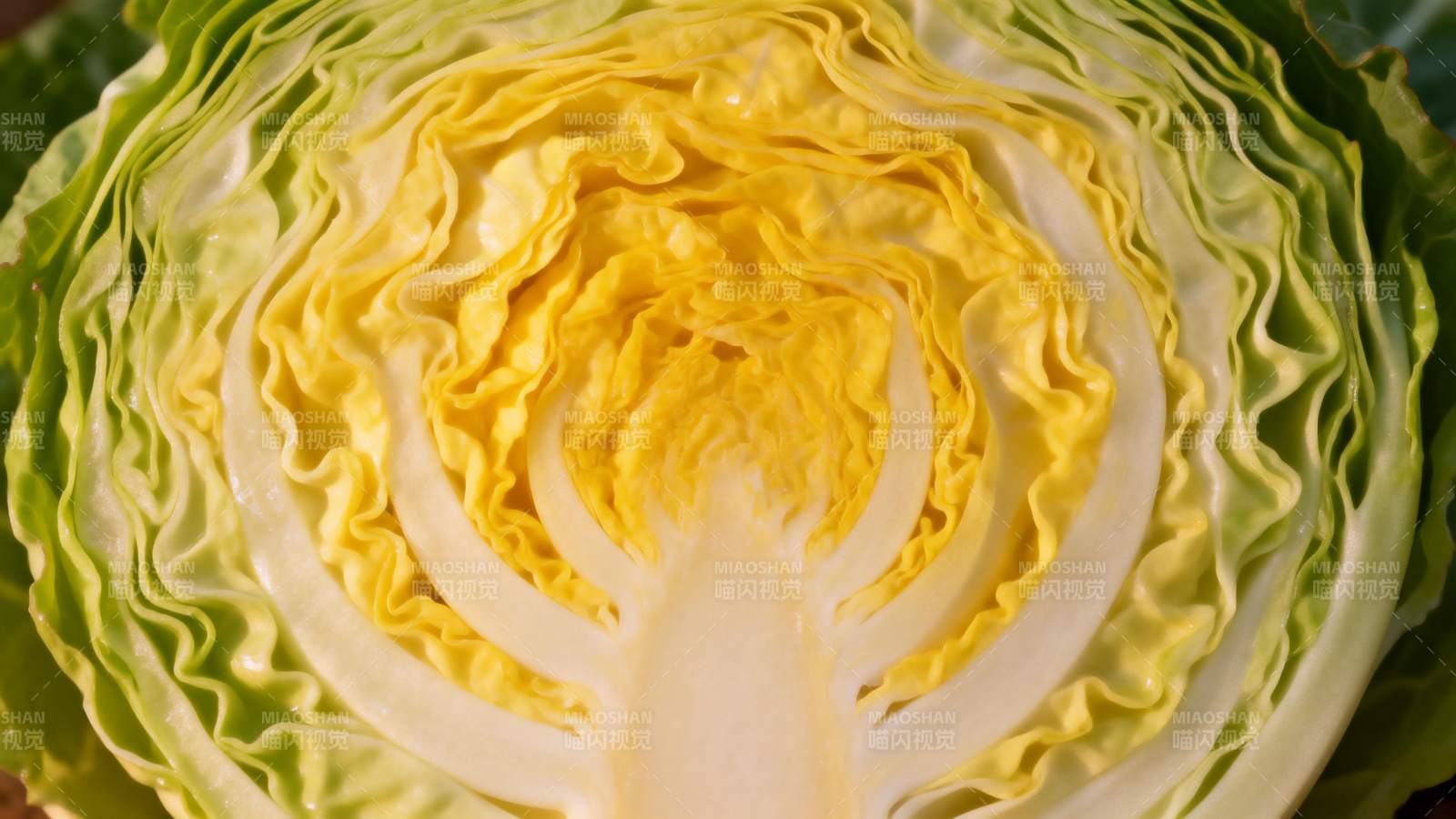 卷心菜切面特写图片