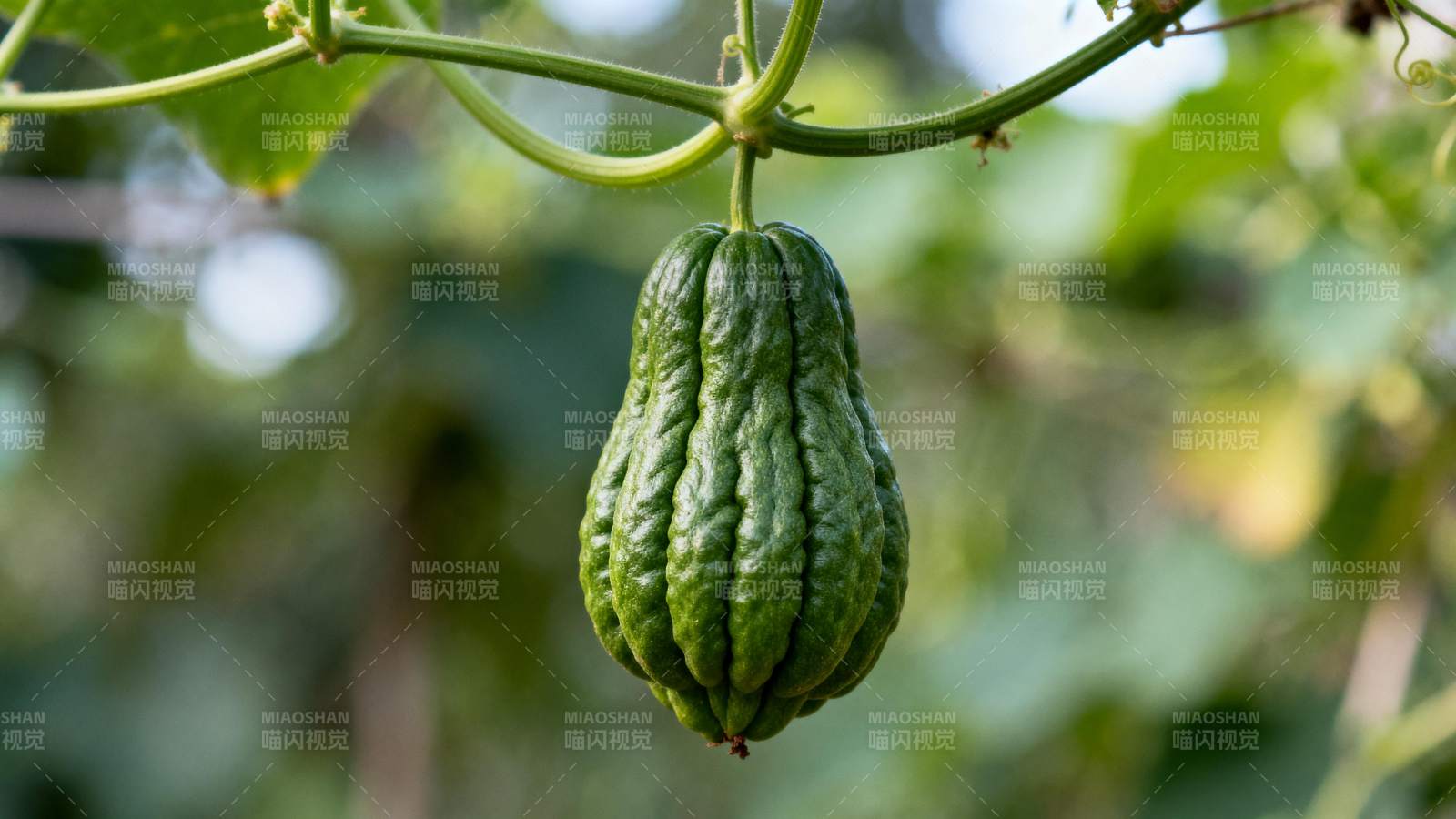 绿色佛手瓜挂枝头图片