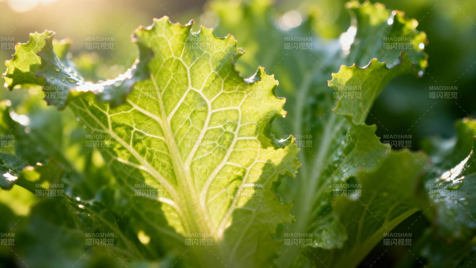 新鲜生菜特写图片