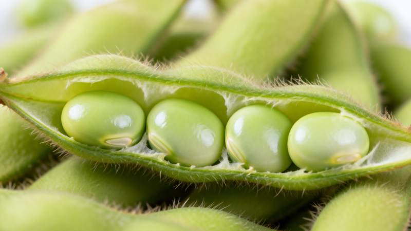 新鲜毛豆荚特写图片