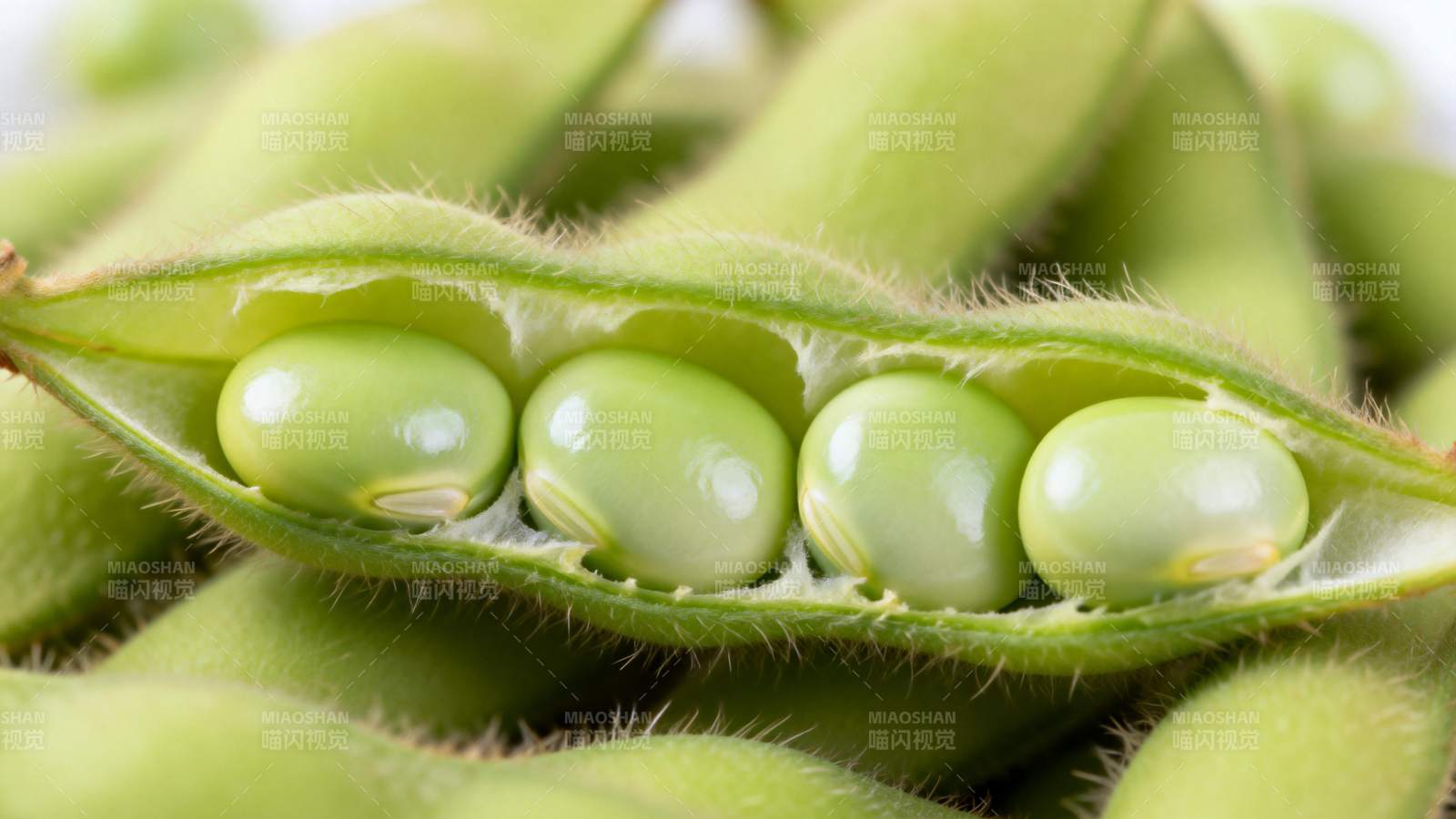 新鲜毛豆荚特写图片
