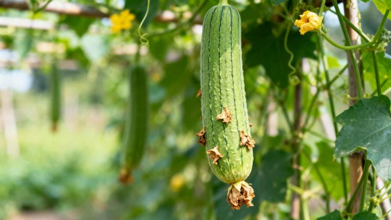 黄瓜藤上挂满果实图片