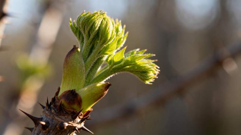 嫩芽初绽 生机盎然图片