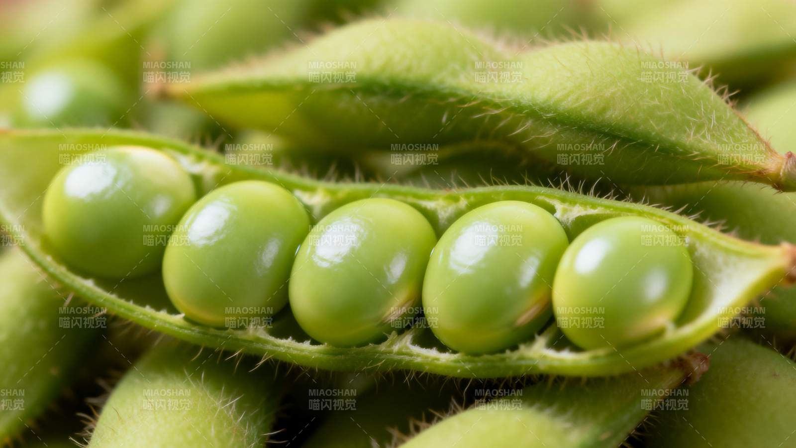 新鲜毛豆荚特写图片