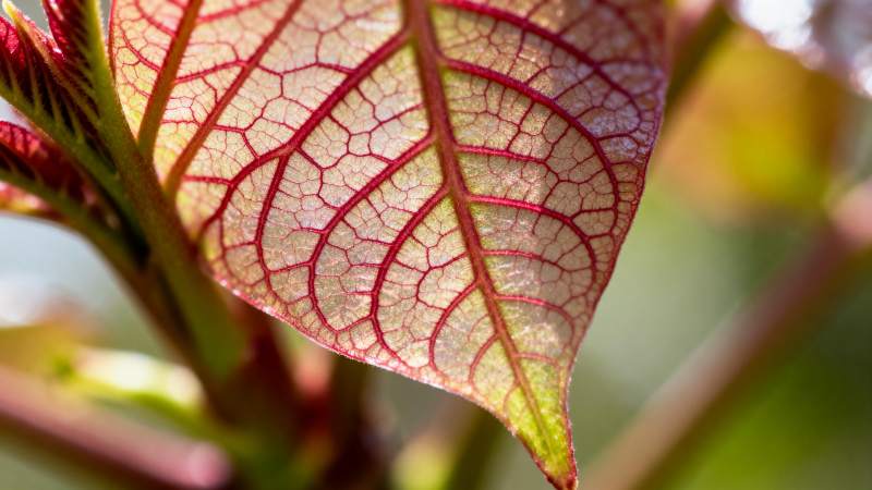 叶脉红韵图片