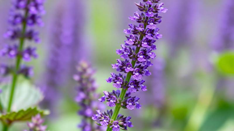 紫花绽放 生机盎然图片