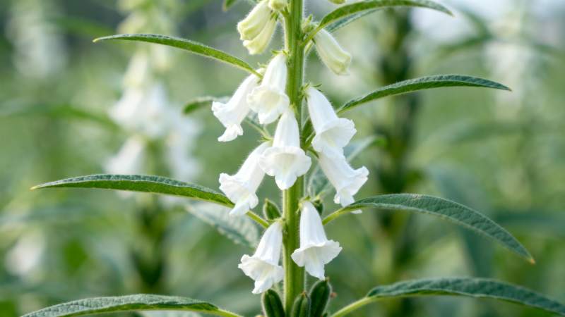 白色花朵绽放枝头图片