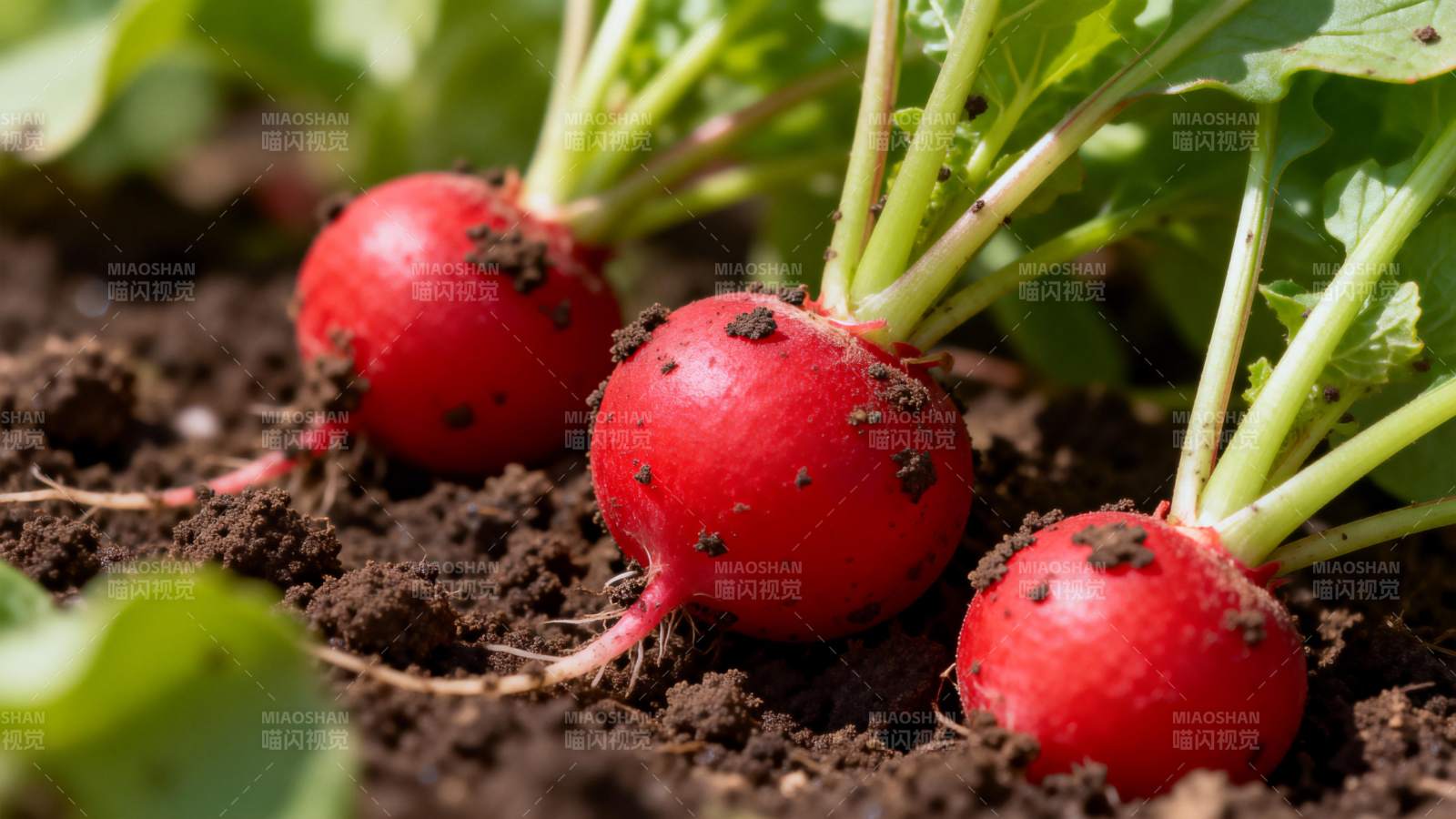 新鲜红萝卜出土图片