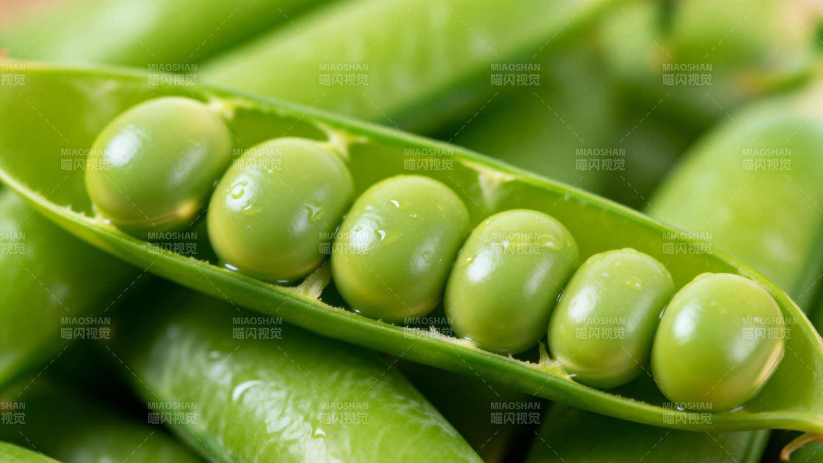 新鲜豌豆荚特写图片