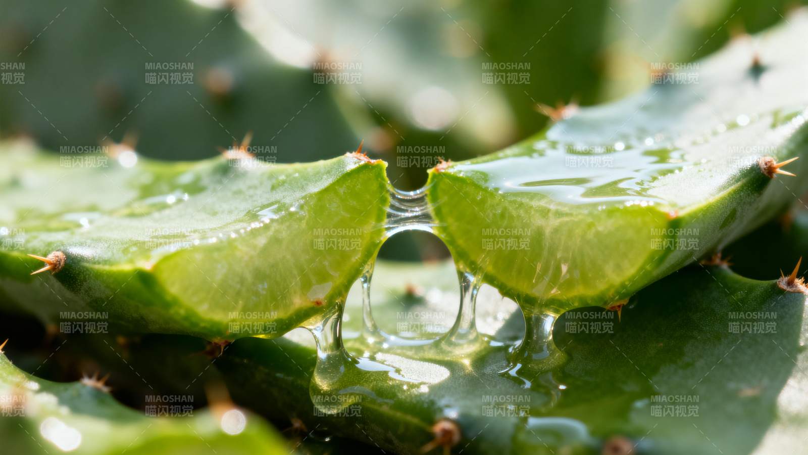 芦荟滴露图片