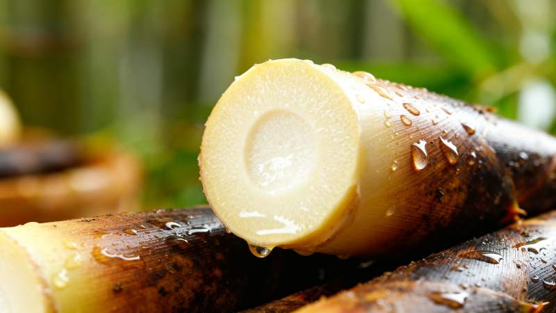 新鲜甘蔗特写图片