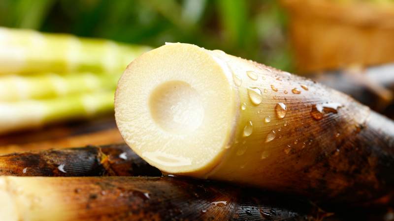 甘蔗切面特写图片