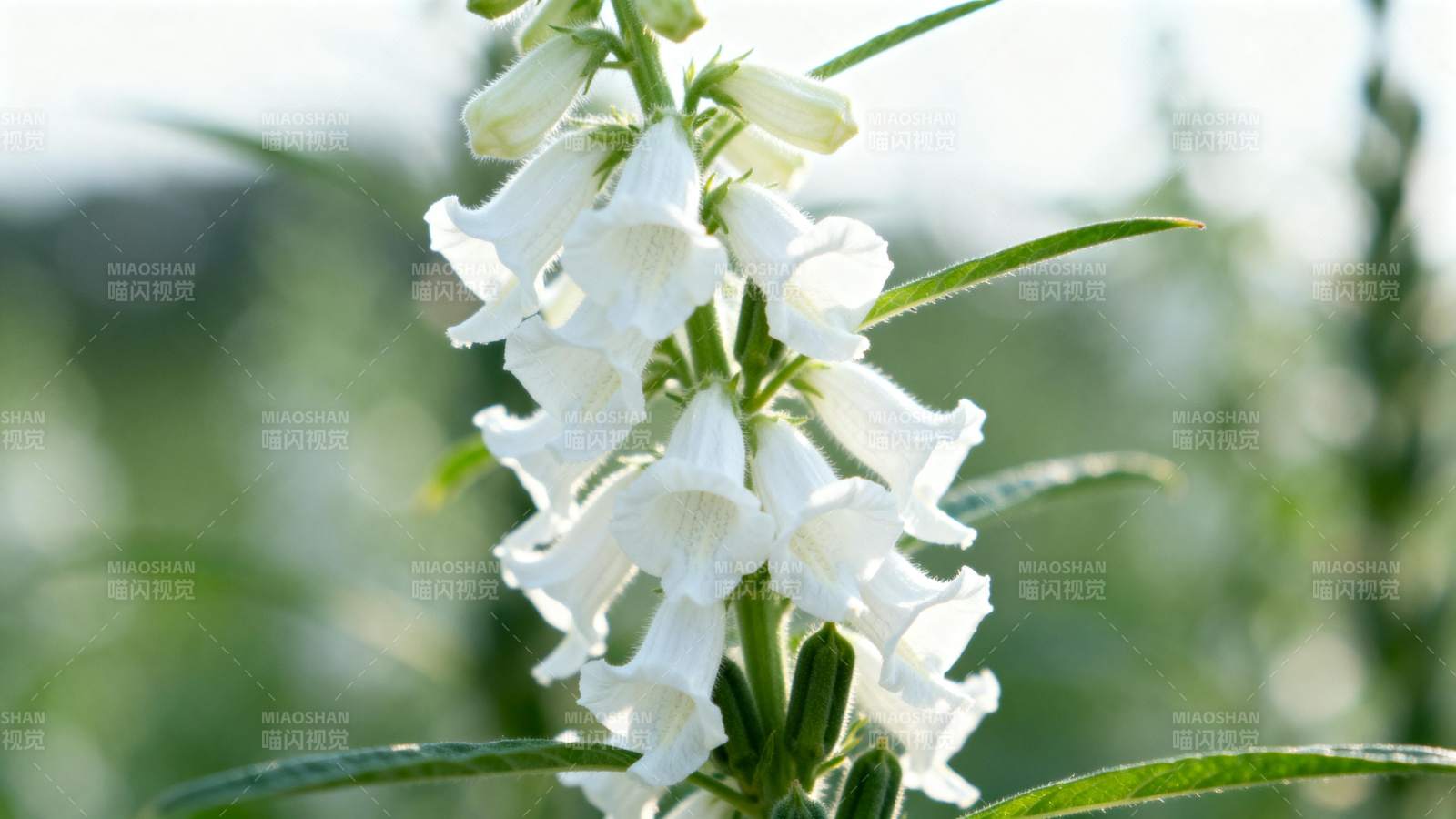 洁白铃兰绽放图片