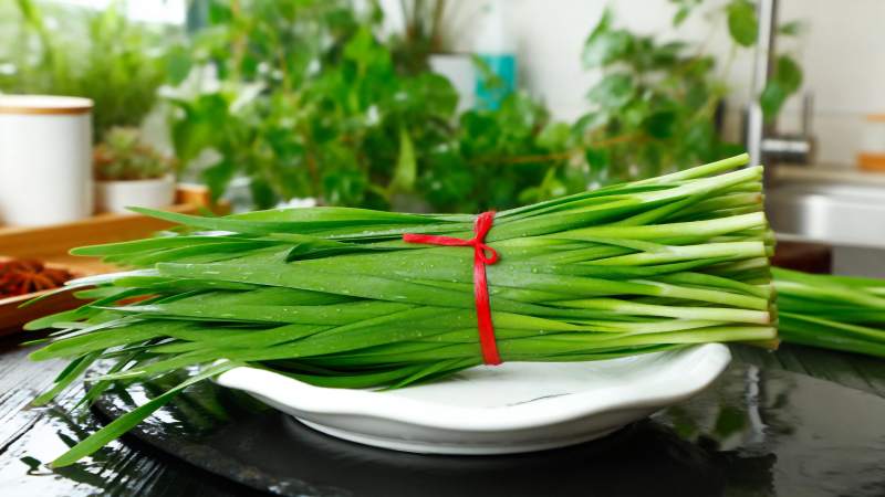 新鲜韭菜捆扎待用图片