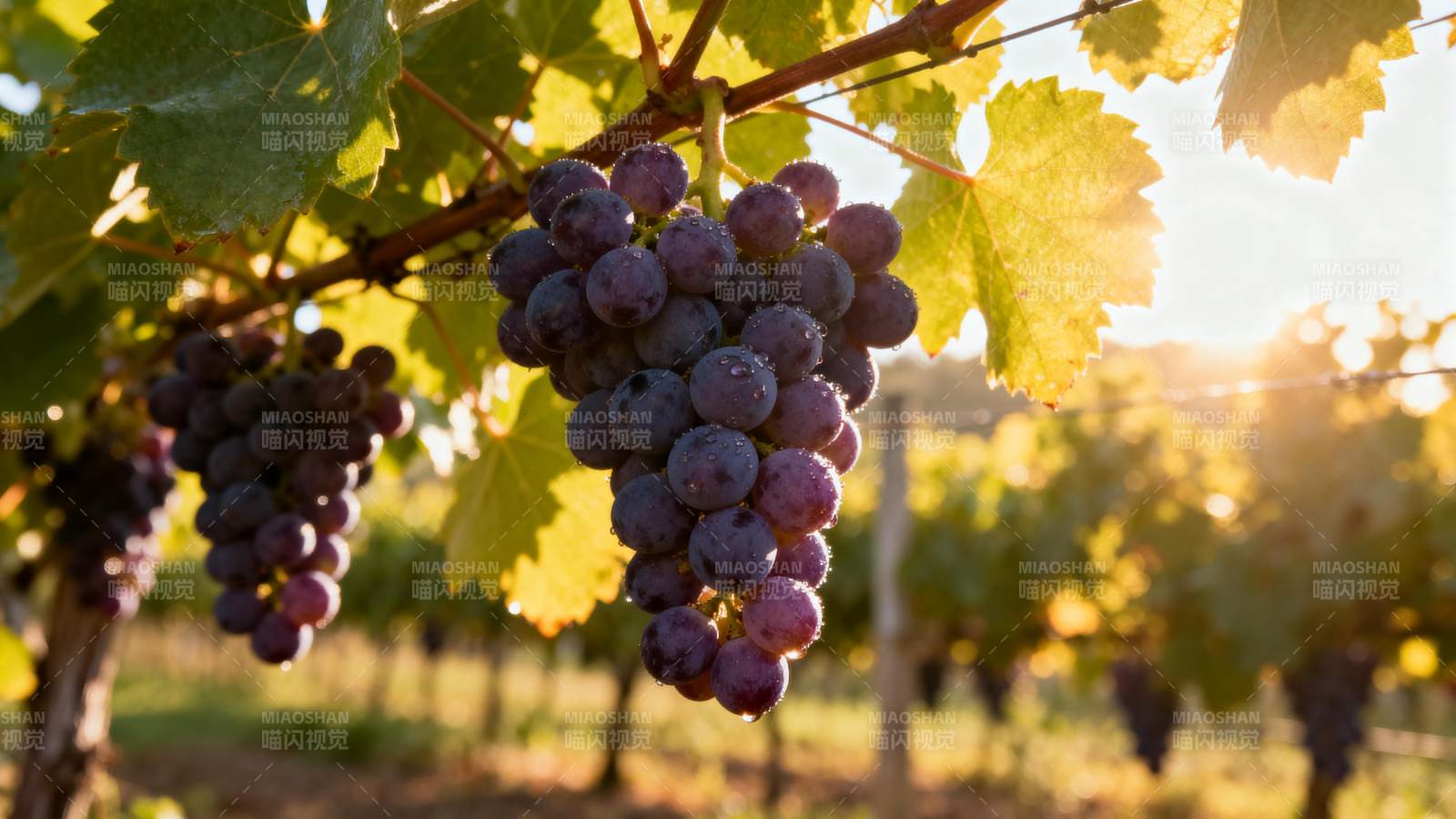 葡萄园晨光图片