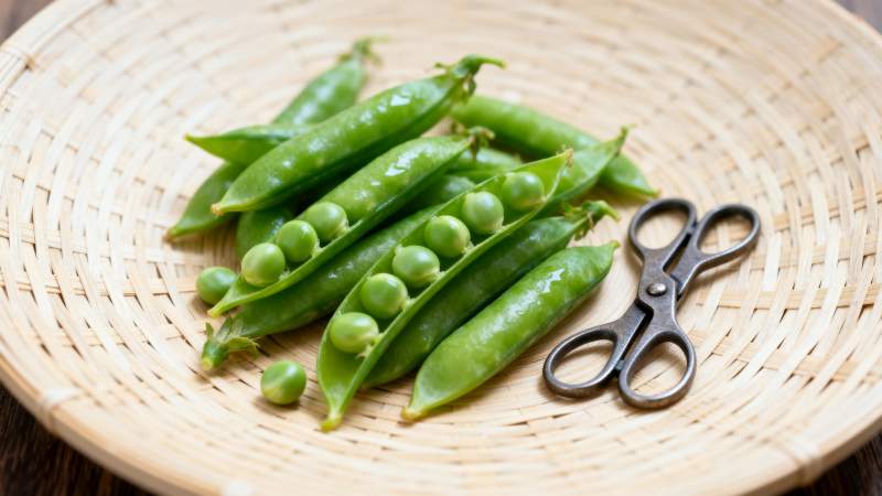 青豆与剪刀静物图片