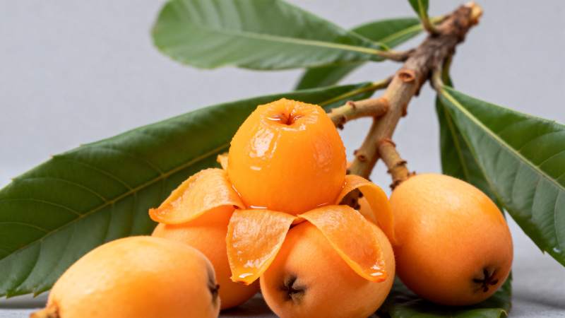 枇杷果实特写图片