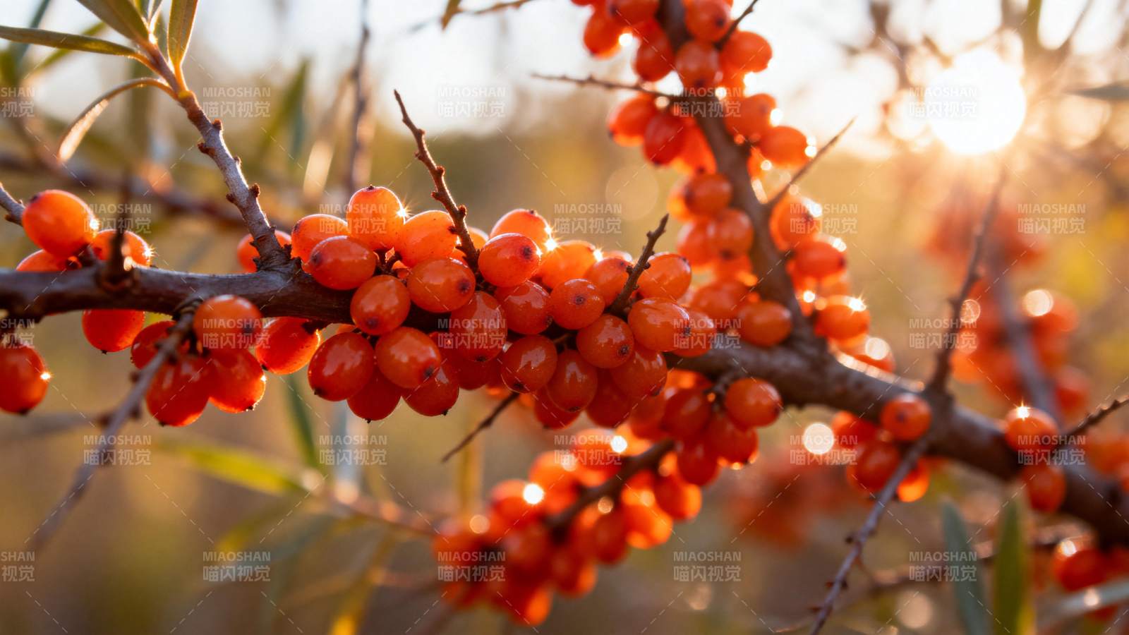 秋日沙棘果图片