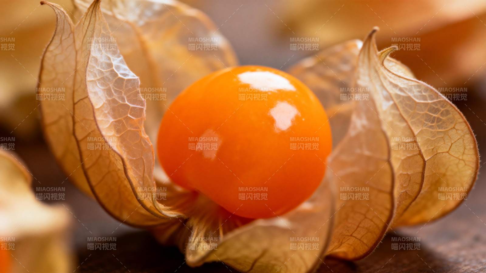 金灯果特写图片