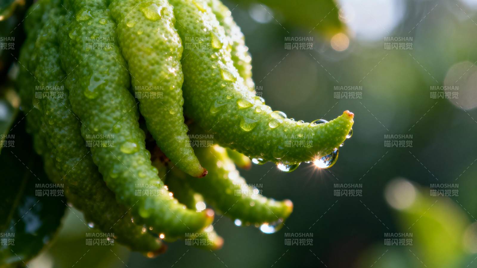 佛手瓜滴露晶莹图片