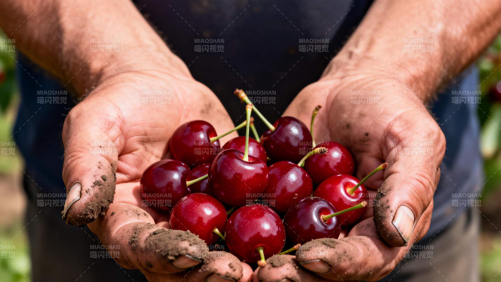 双手捧满鲜红樱桃图片