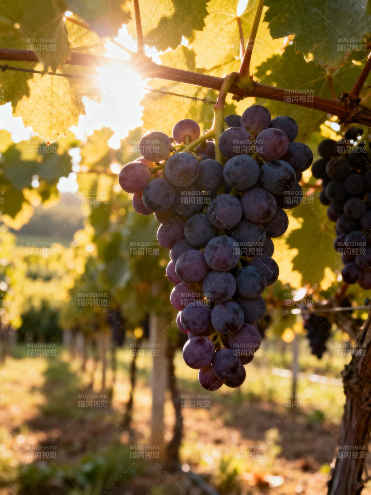 阳光下的葡萄串图片
