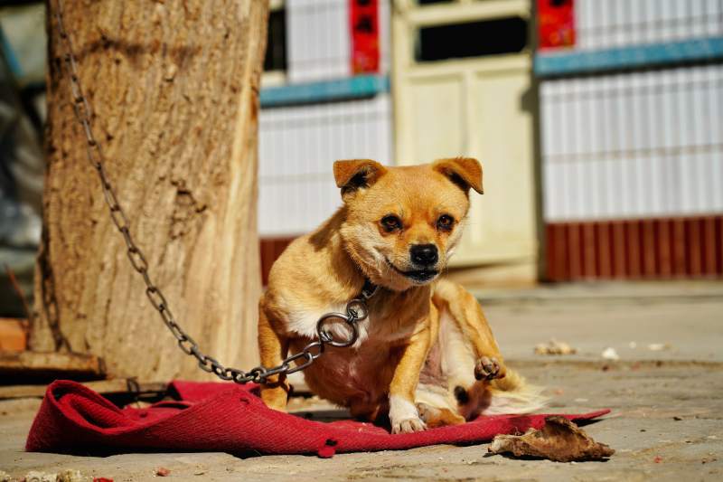 拴着链子的狗狗图片