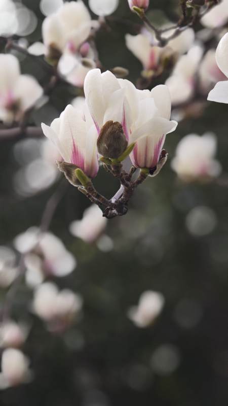 玉兰绽放春意浓图片