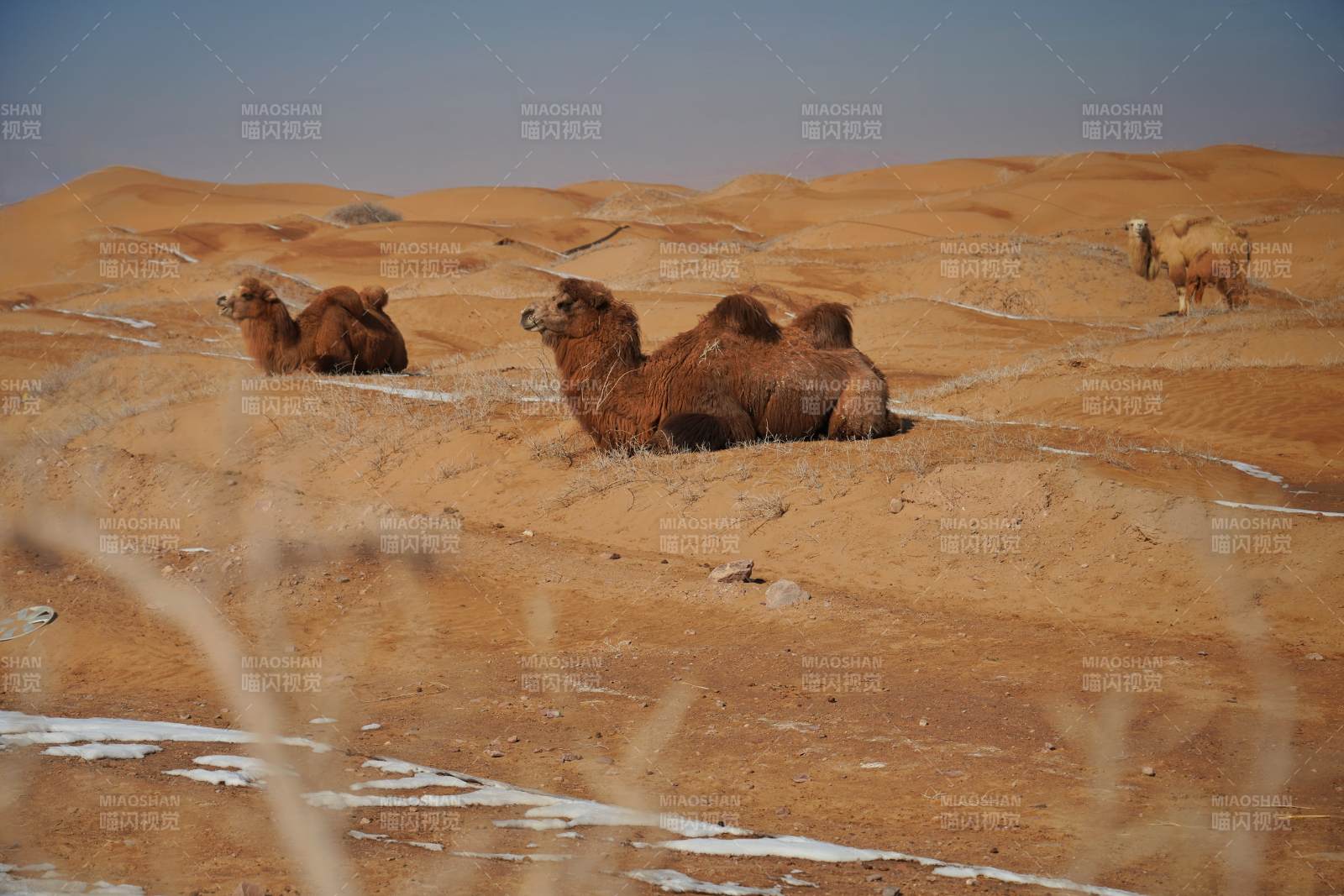沙漠中的骆驼群图片
