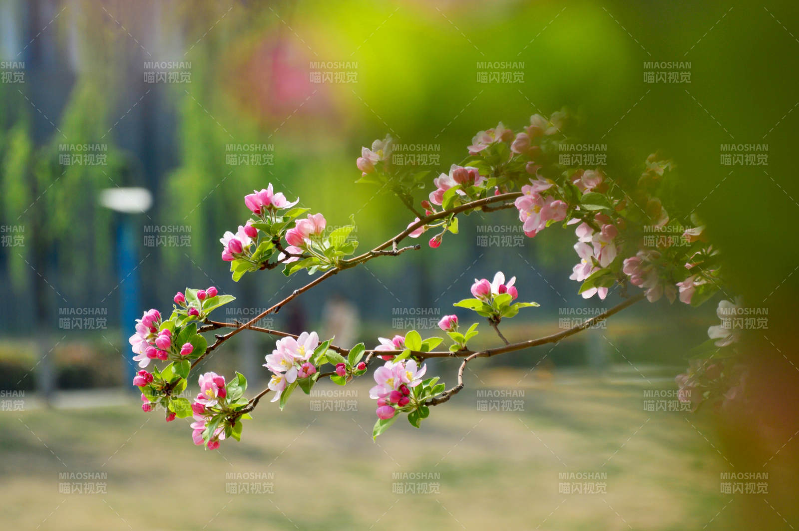春日花枝绽放图片