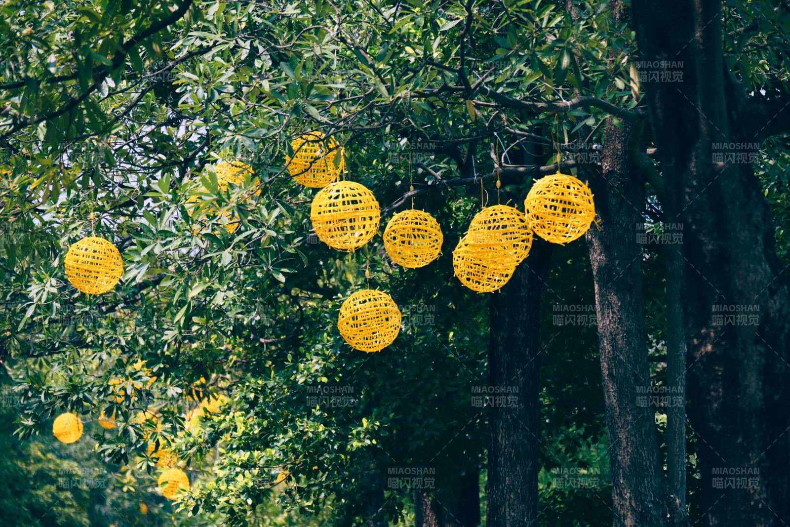 树间黄灯闪烁图片