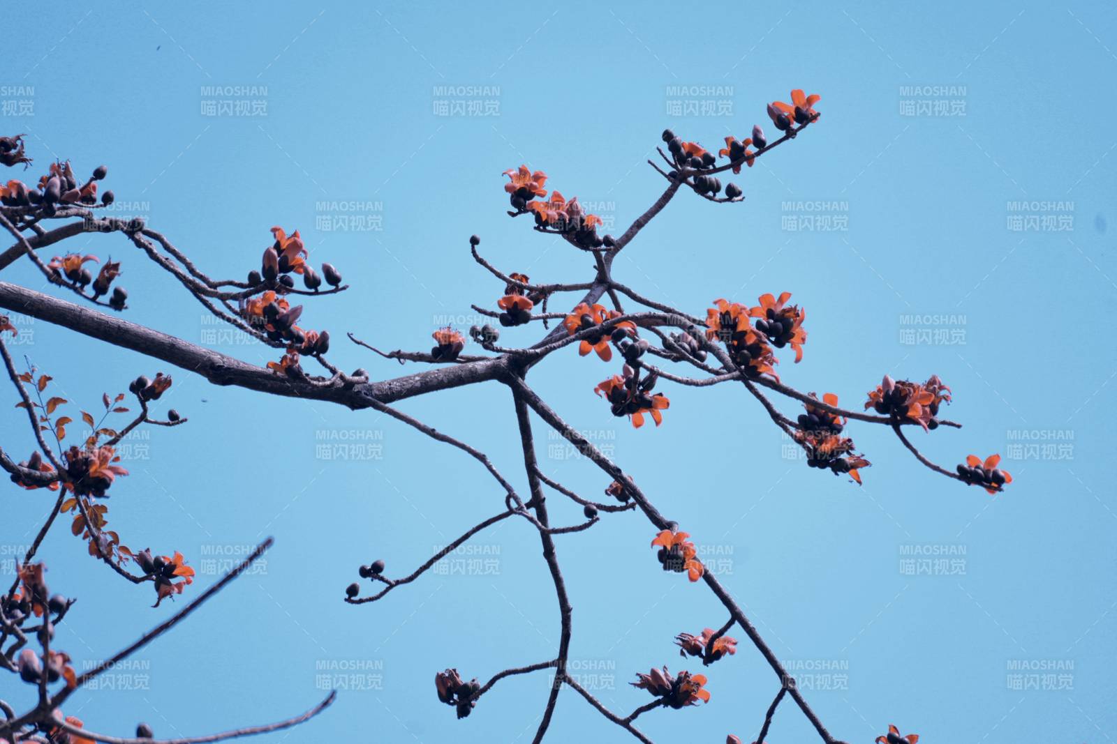 枝头橙花映蓝天图片