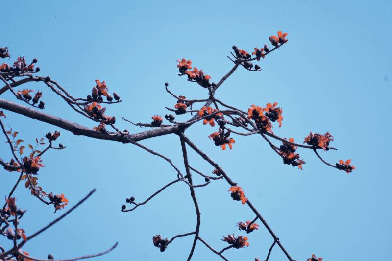 枝头橙花映蓝天图片