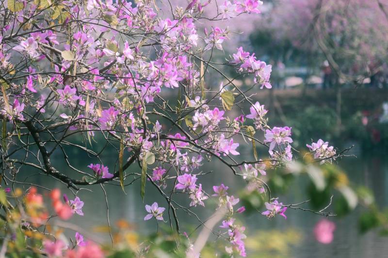 紫花绽放春意浓图片