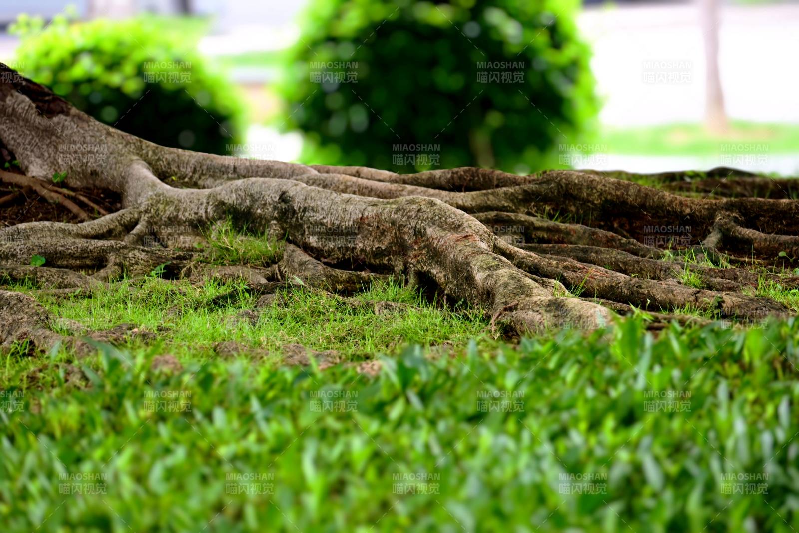 树根盘踞绿茵中图片