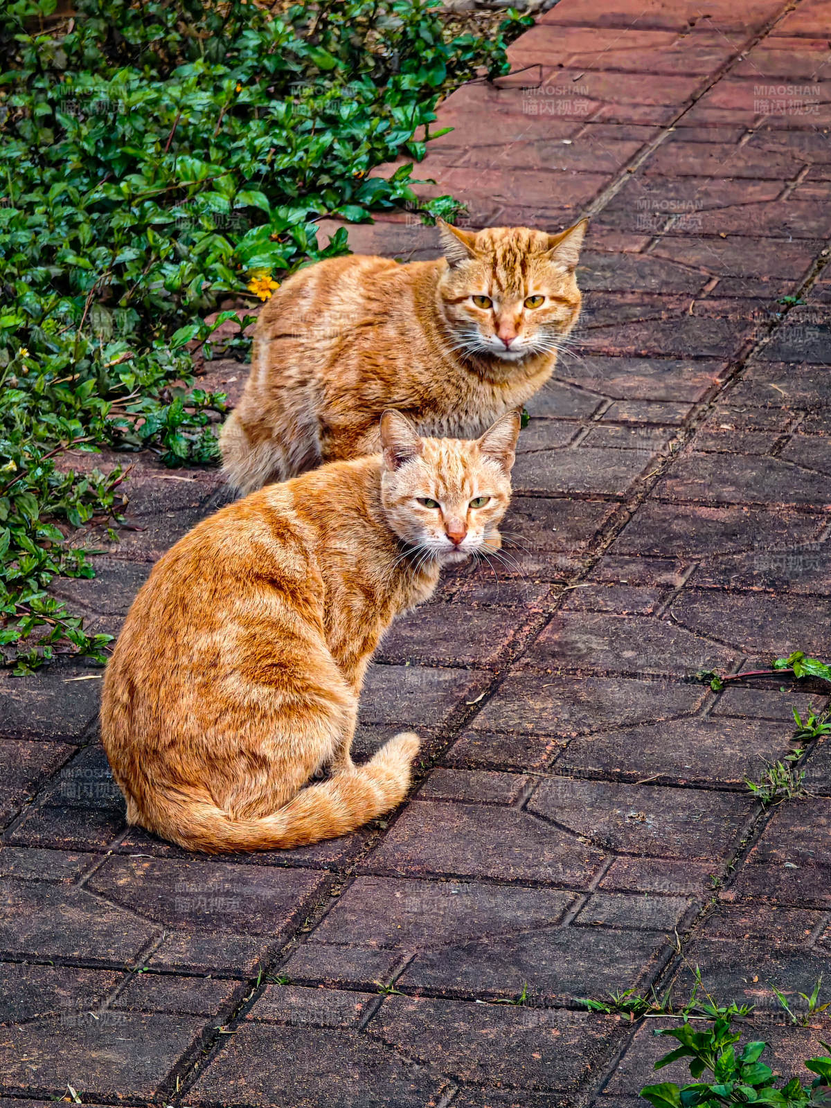 两只橙猫静坐石径图片