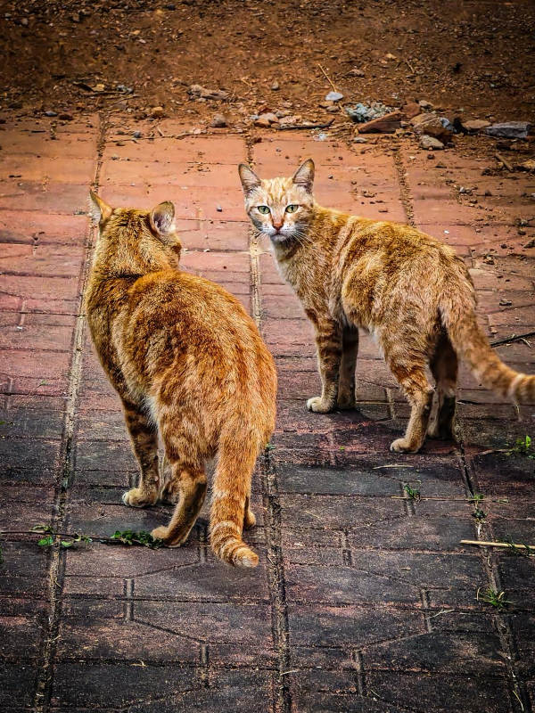 两只橙猫对视图片