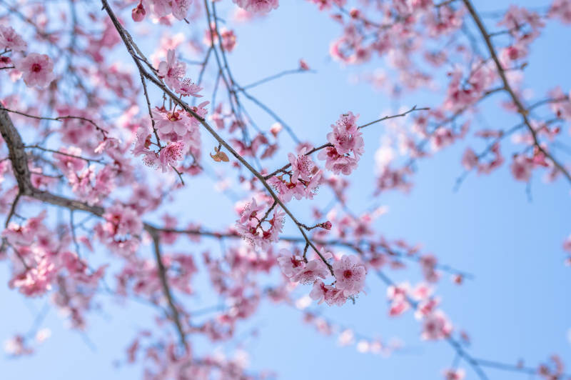 樱花绽放春日美图片