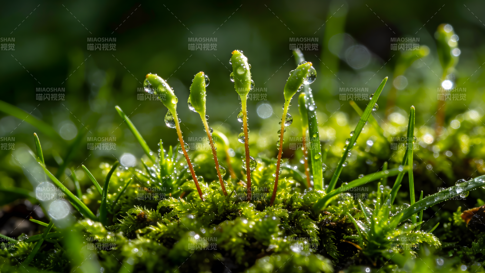 露珠点缀青苔绿图片